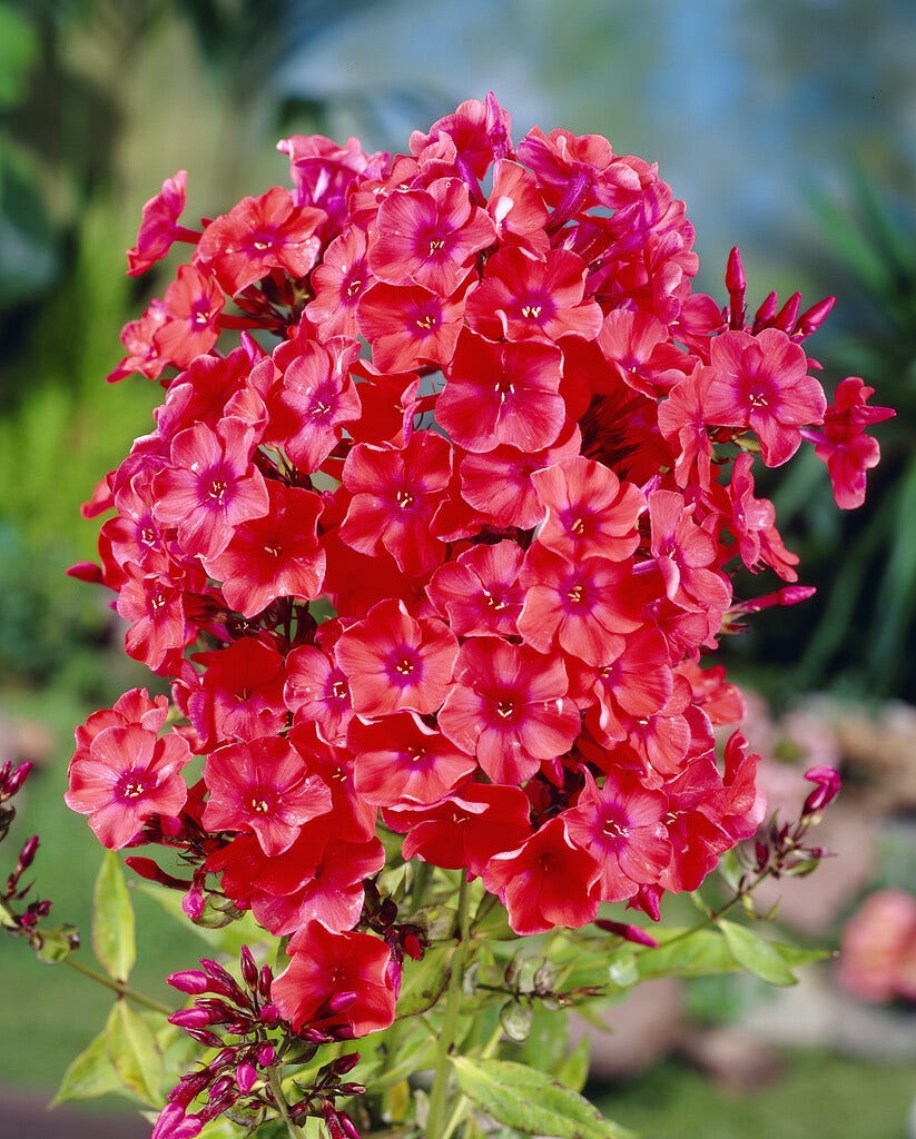 Vlambloem (Phlox Paniculata 'Orange Perfection')