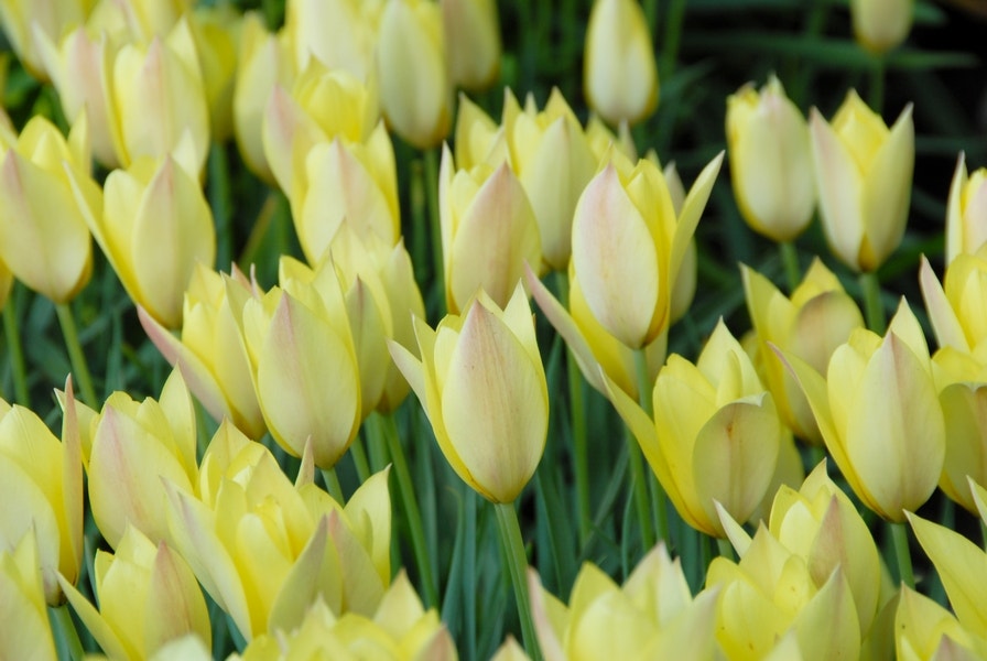 Tulp (Tulipa 'Honky Tonk')