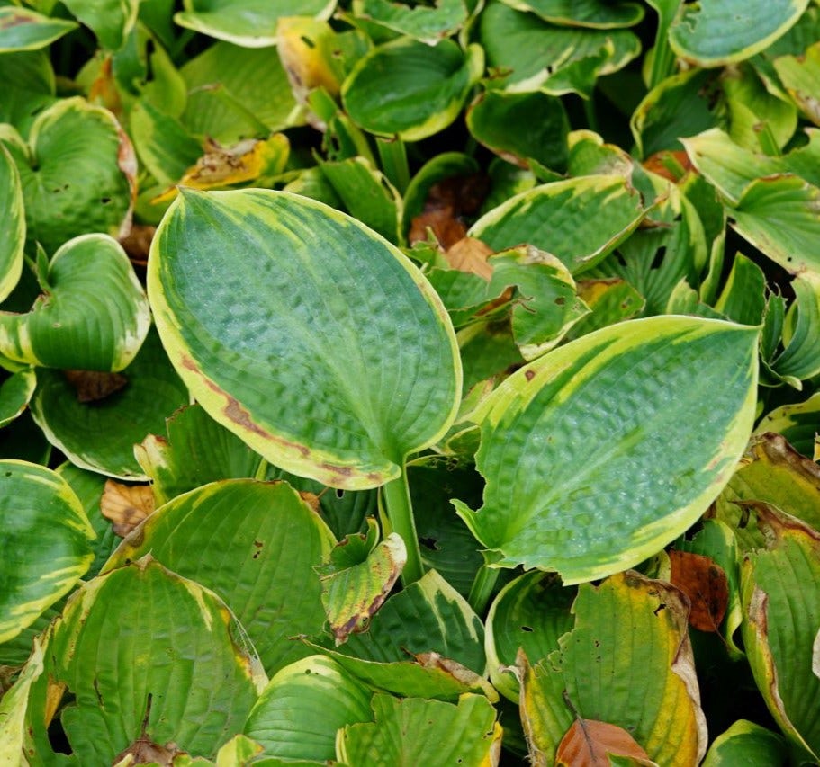 Funkia/Hartlelie (Hosta 'Frances Williams')