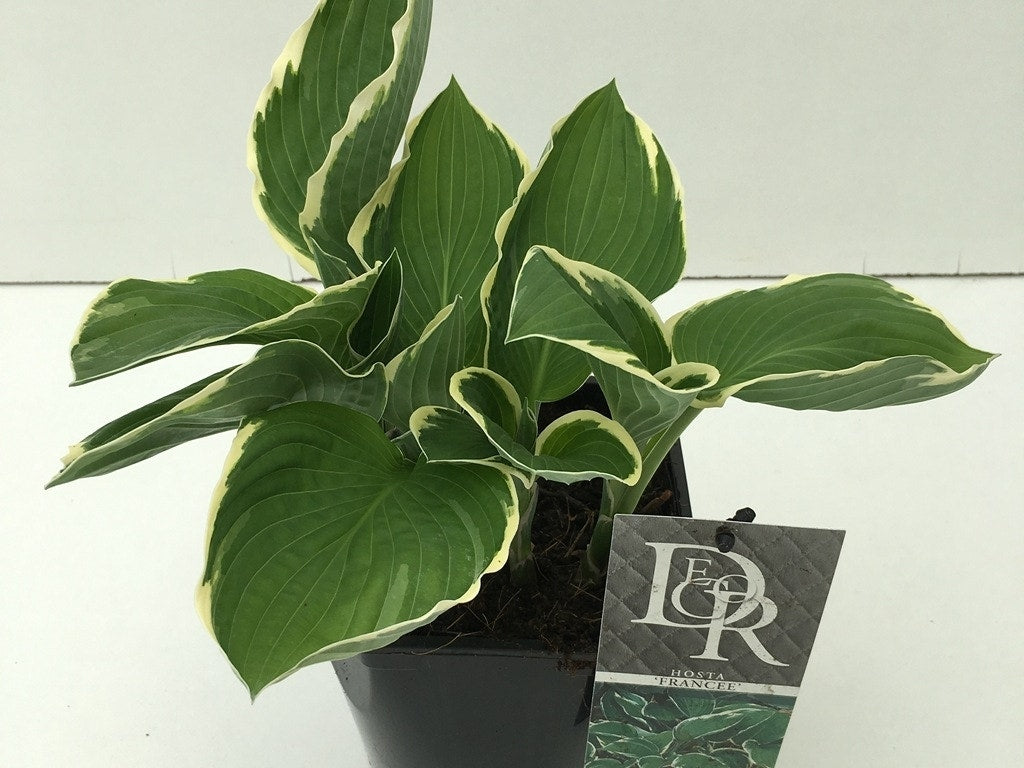 Funkia/Hartlelie (Hosta 'Francee')