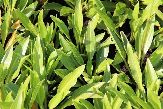 Funkia/hartlelie (Hosta Lancifolia)