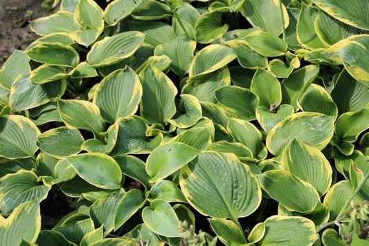 Funkia/Hartlelie (Hosta 'Frances Williams')