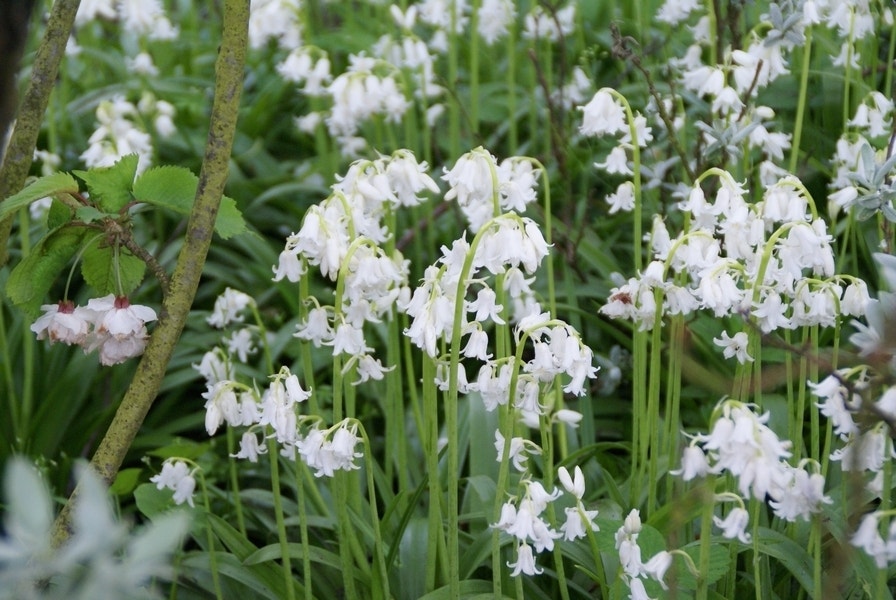 Boshyacint (Hyacinthoides Hispanica 'Alba Maxima')