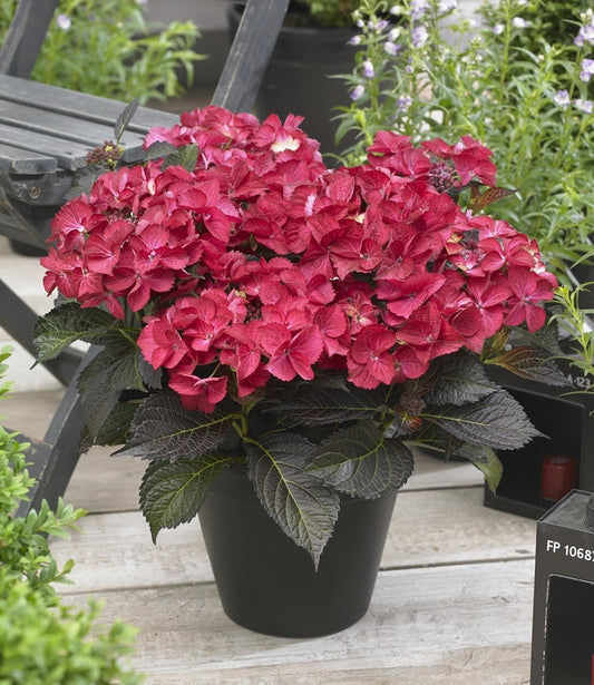Hortensia (Hydrangea Black Diamonds Dark Angel)