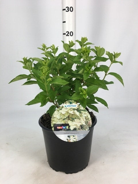 Pluimhortensia (Hydrangea Paniculata 'Confetti')