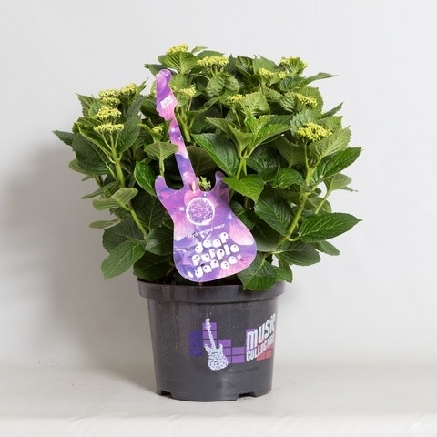 Hortensia Deep Purple Dance (Hydrangea 'Music Collection')