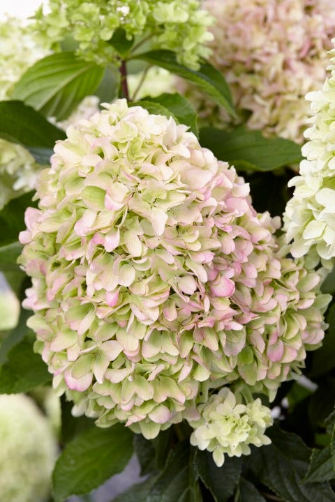 Pluimhortensia (Hydrangea Paniculata 'Little Fresco')