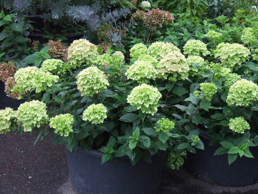 Pluimhortensia (Hydrangea Paniculata 'Little Lime')
