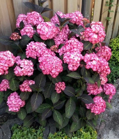 Hortensia (Hydrangea Macrophylla 'Miss Saori')