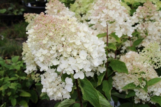 Hortensia (Hydrangea Paniculata 'Grandiflora')