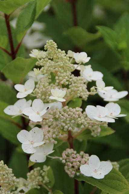 Pluimhortensia (Hydrangea Paniculata 'Pink Diamond')