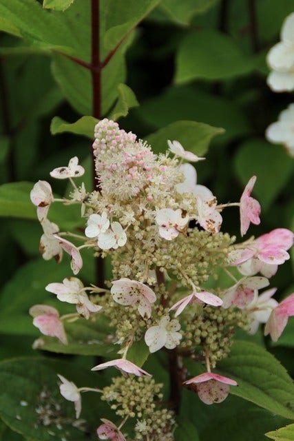 Pluimhortensia (Hydrangea Paniculata 'Pink Diamond')