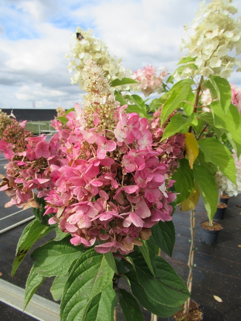 Pluimhortensia Op Stam (Hydrangea Paniculata 'Pinky Winky')