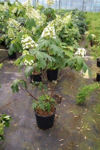 Eikenbladhortensia (Hydrangea Quercifolia)