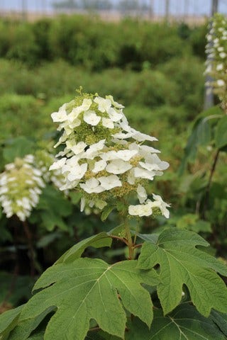Eikenbladhortensia (Hydrangea Quercifolia)