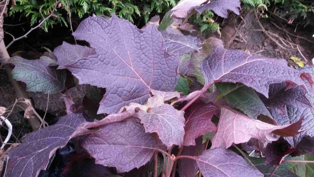 Eikenbladhortensia (Hydrangea Quercifolia 'Snow Queen')