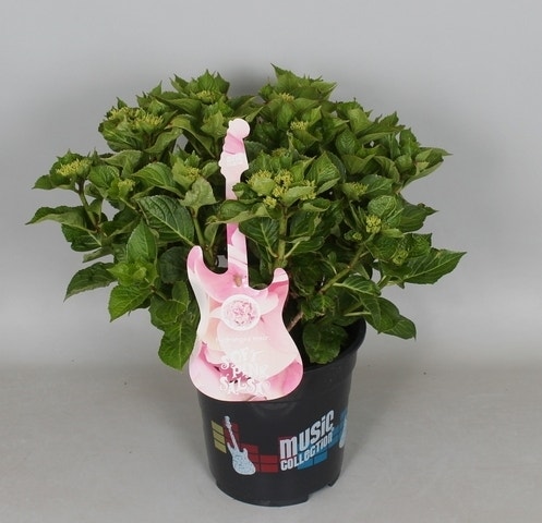 Hortensia Soft Pink Salsa (Hydrangea 'Music Collection')