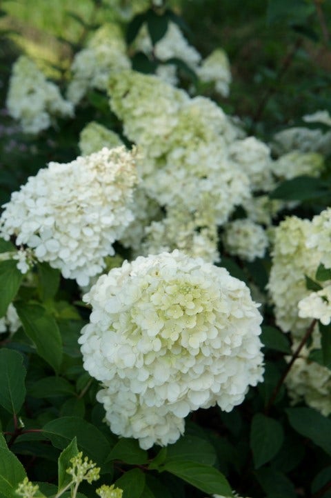 Pluimhortensia (Hydrangea Paniculata 'Sundae Fraise')