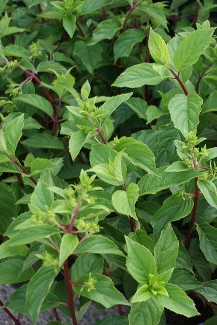 Pluimhortensia (Hydrangea Paniculata 'Vanille Fraise')
