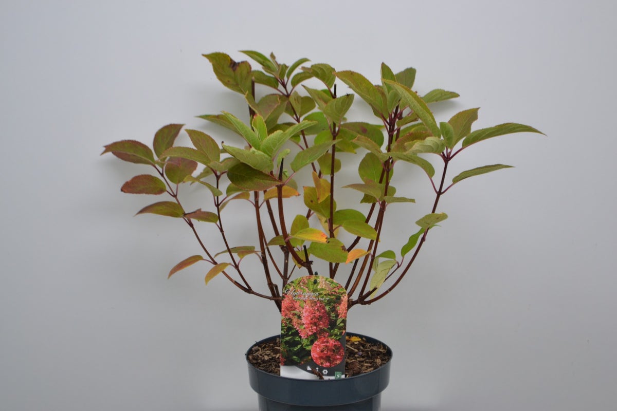 Pluimhortensia (Hydrangea Paniculata 'Wim's Red')