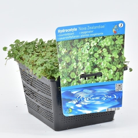 Waternavel (Hydrocotyle Novae-zealandiae)