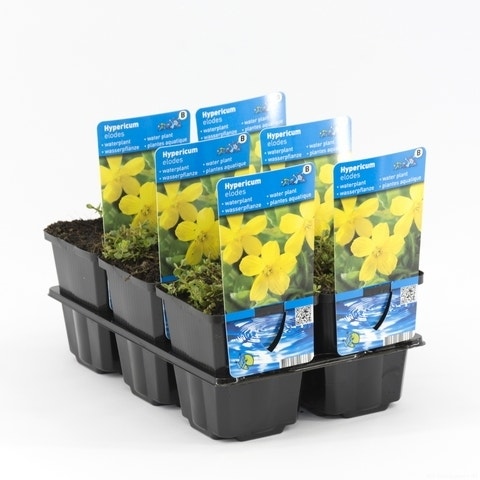 Moerashertshooi (Hypericum Elodes)