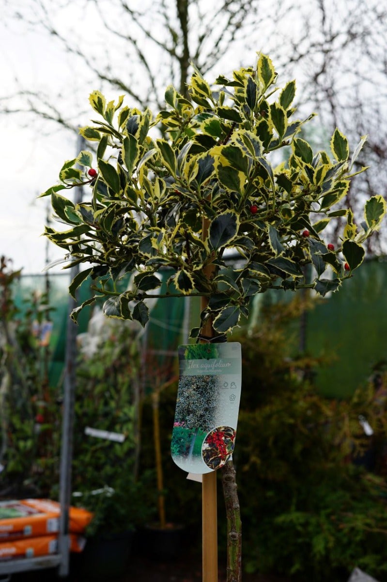 Hulst Op Stam (Ilex 'Argentea Marginata')