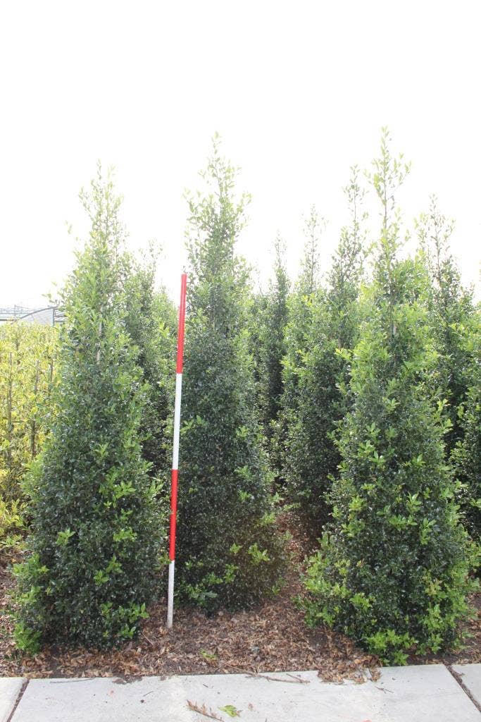 Hulst (Ilex Aquifolium 'Alaska')