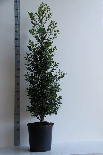 Hulst (Ilex Aquifolium 'Alaska')