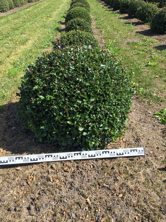 Hulst Als Bolvorm (Ilex Aquifolium)