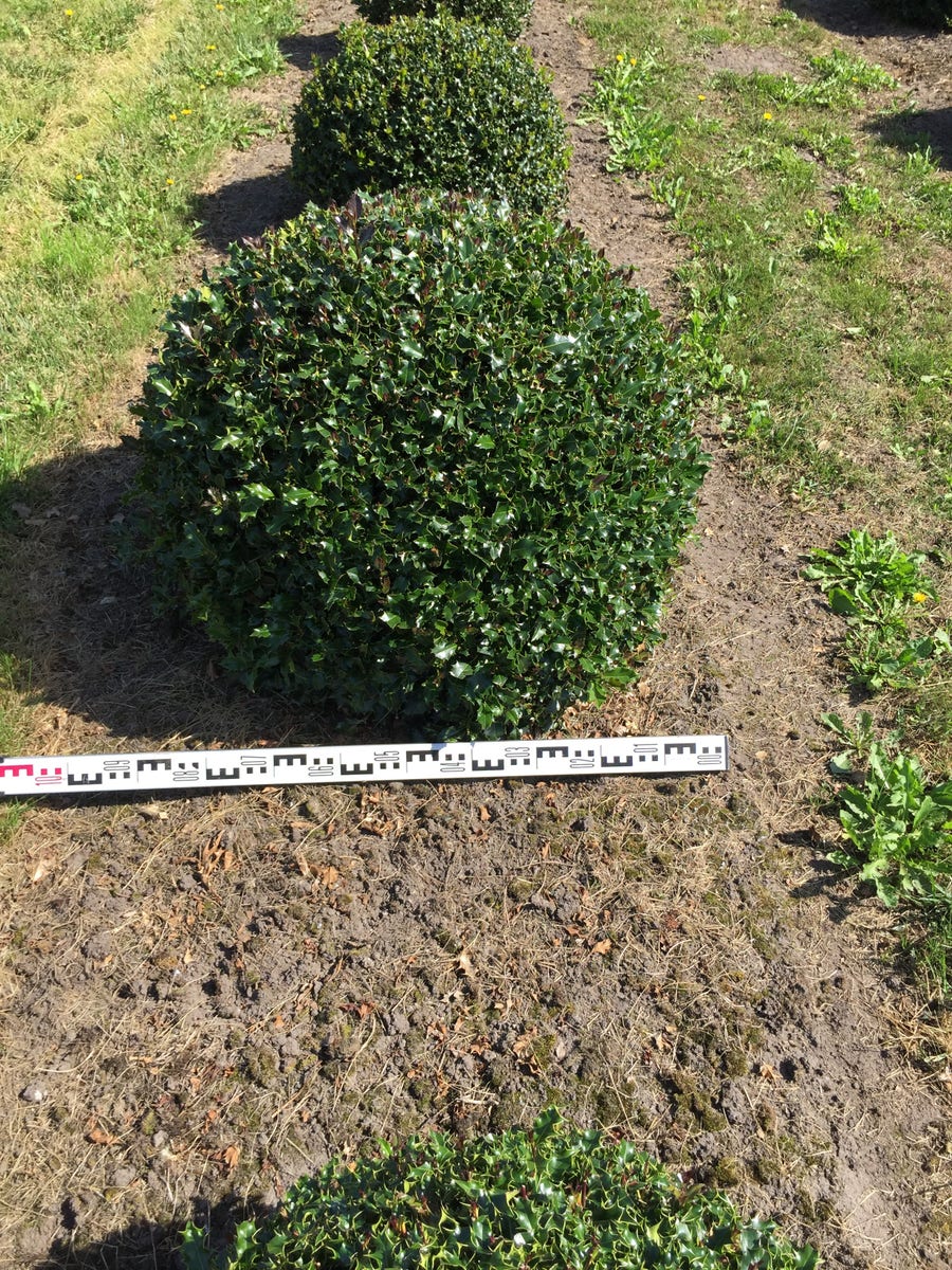 Hulst Als Bolvorm (Ilex Aquifolium)