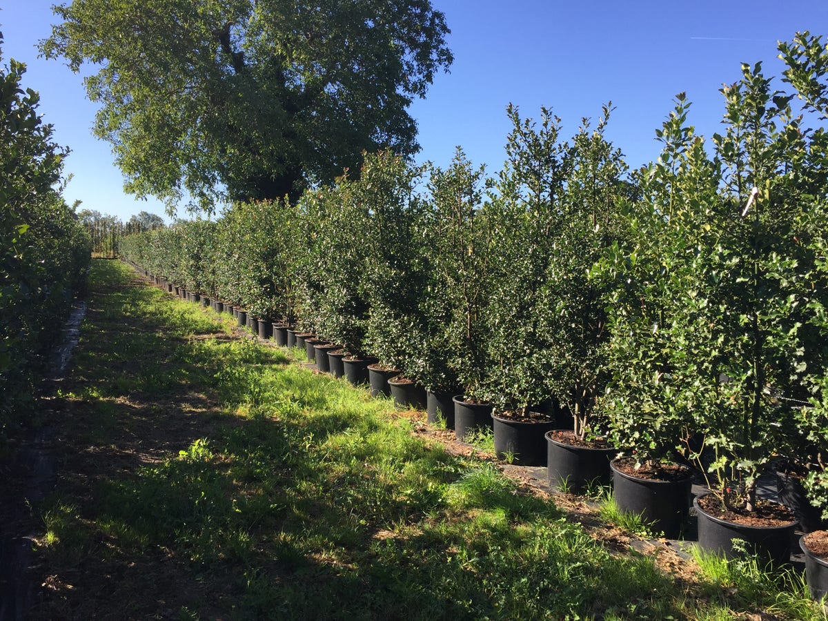 Grote Hulst (Ilex Aquifolium)