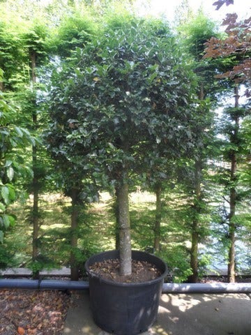 Hulst Op Stam (Ilex Aquifolium)