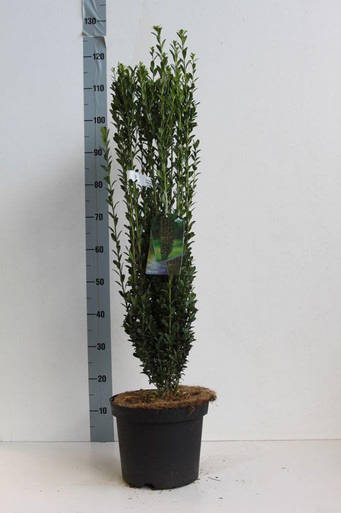 Japanse Hulst (Ilex Crenata 'Fastigiata')