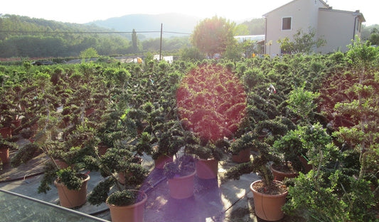 Japanse Hulst Als Bonsai (Ilex Crenata 'Kinme')