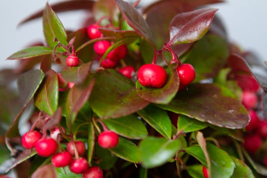 Bergthee / Patrijzenbes (Gaultheria Procumbens)