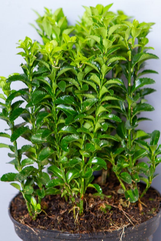 Kardinaalsmuts (Euonymus Jap. 'Green Rocket' ®)