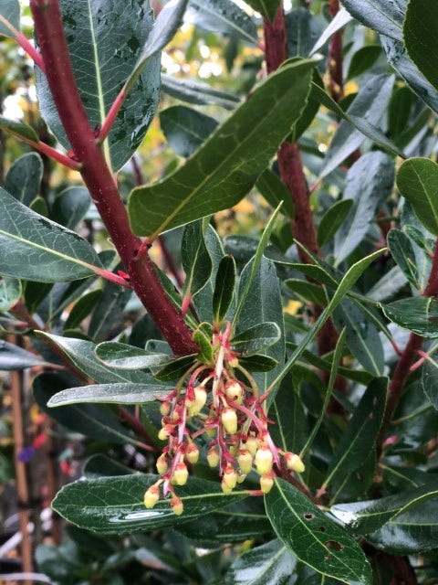 Aardbeiboom Als Struik (Arbutus Unedo)