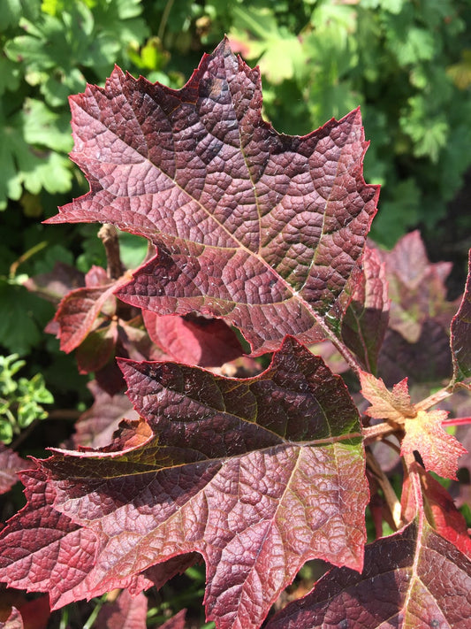 Eikenbladhortensia (Hydrangea Quercifolia 'Ruby Slippers')