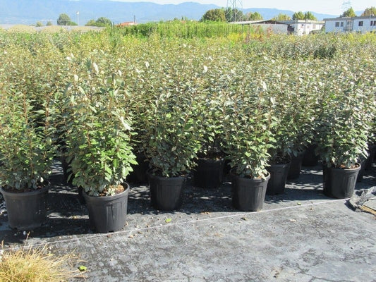 Olijfwilg (Elaeagnus Ebbingei 'Compacta')