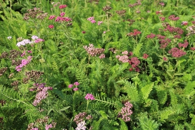 Duizendblad (Achillea Millefolium 'Cerise Queen')