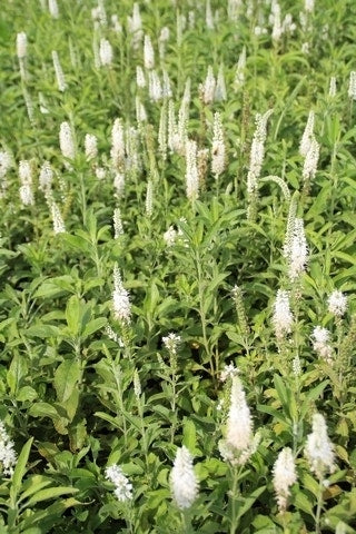 Virginische Ereprijs (Veronicastrum Virginicum 'Album')