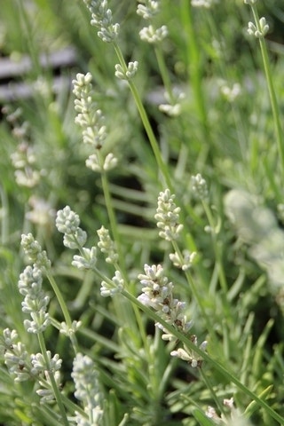 Witte Lavendel (Lavandula Angustifolia 'Nana Alba' )