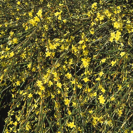 Winterjasmijn (Jasminum Nudiflorum)