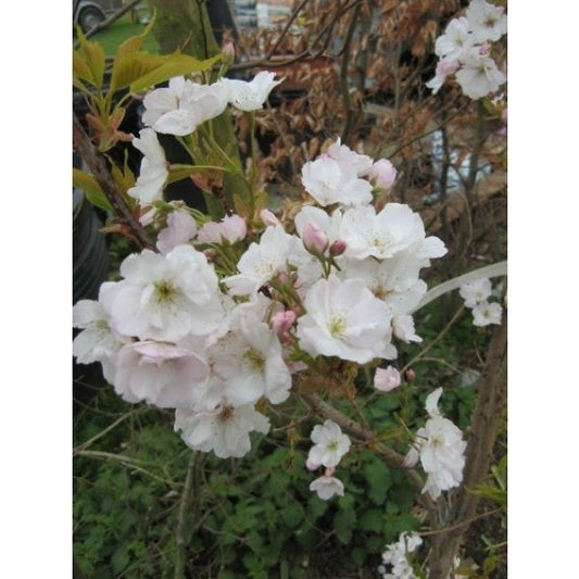 Japanse Sierkers Als Struik (Prunus Serrulata 'Amanogawa')