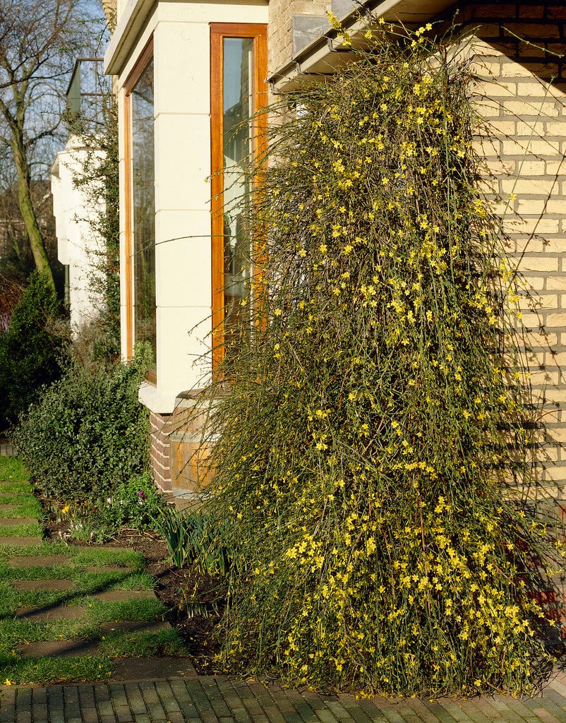 Winterjasmijn (Jasminum Nudiflorum)