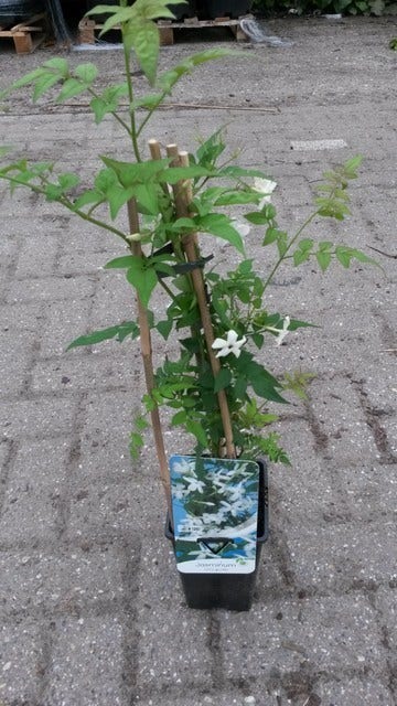 Jasmijn (Jasminum Officinale)