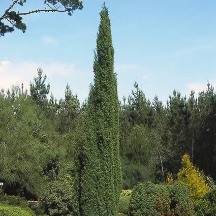 Jeneverbes (Juniperus Communis 'Suecica')