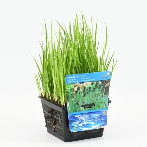 Zwaardrus (Juncus Ensifolius)