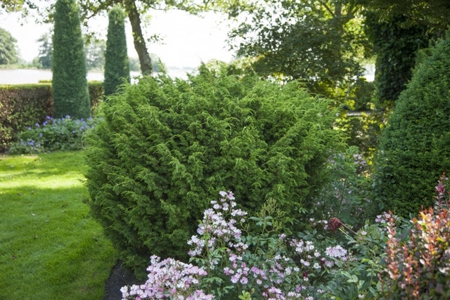 Jeneverbes (Juniperus Chinensis 'Blaauw')